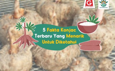5 Fakta Konjac Terbaru Yang Menarik Untuk Diketahui